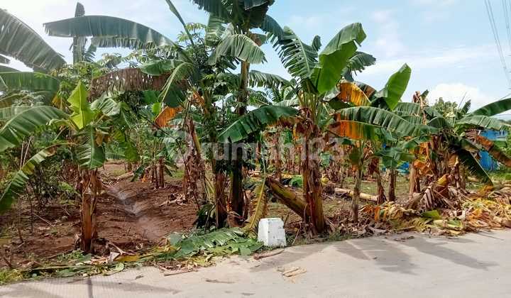 For Rent Garden Land Ready-to-use Near Market For Rent Garden Land Ready-to-use Near Market