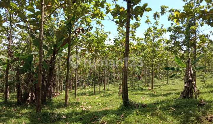 Dijual Murah Lahan Cocok Utk Investasi, Industri, Perumahan , Gudang. Perkebunan di Cilayang Maja Lebak Dijual Murah Lahan Cocok Utk Investasi, Industri, Perumahan , Gudang. Perkebunan di Cilayang Maja Lebak