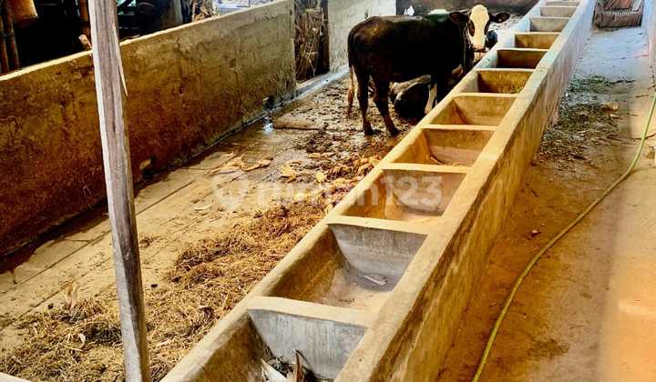 CATTLE AND GOAT PEN AMPEL BOYOLALI CATTLE AND GOAT PEN AMPEL BOYOLALI