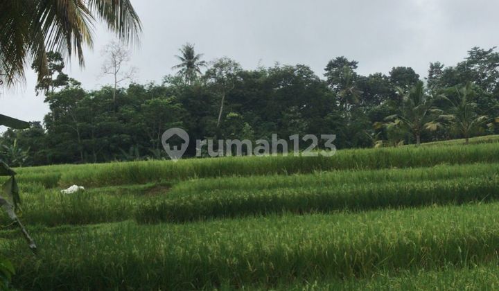 Land for Sale Location Pejeng