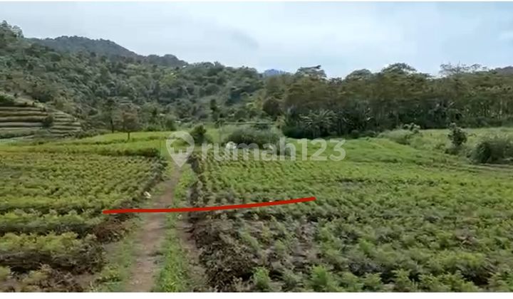 Land for Sale in Gesing Area