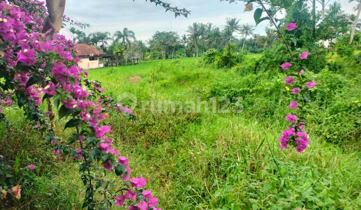 Tanah Jual Lokasi Ubud Tanah Jual Lokasi Ubud