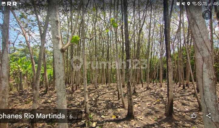 Tanah Jual Lokasi Kedungu