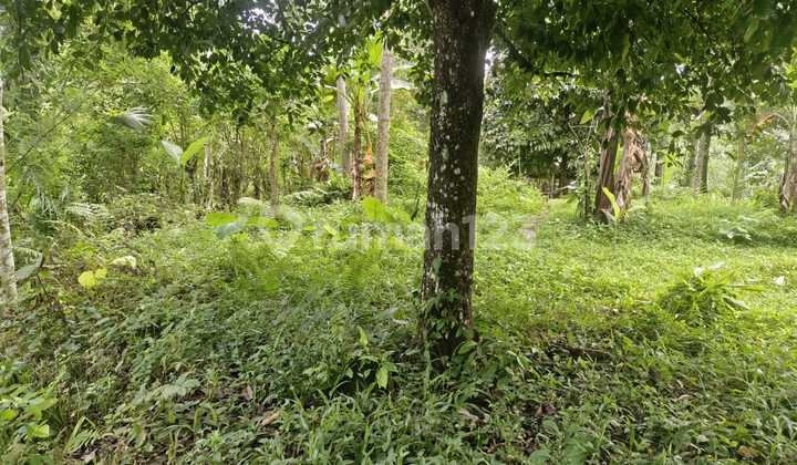 Land for Sale Location Kelusa