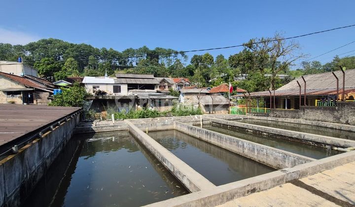 Tanah Bekas Kolam Peternakan Koi Jual Beserta Rumahnya Di Cinagara Sukabumi