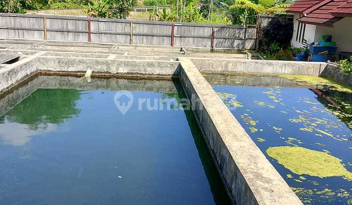 Former Large Koi Farm Land in Wanayasa Purwakarta, The Best Investment Asset with SHM (Certificate of Land Ownership). Former Large Koi Farm Land in Wanayasa Purwakarta, The Best Investment Asset with SHM (Certificate of Land Ownership).