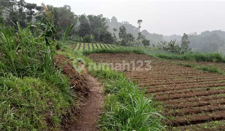 Dijual Tanah Luas Di Lokasi Strategis Cikole, Lembang Tanah Dijual Tanah Luas Di Lokasi Strategis Cikole, Lembang Tanah