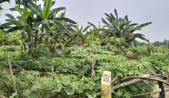 Commercial Land for Sale in Jl. Iker Iker Geger, Cerme, Gresik