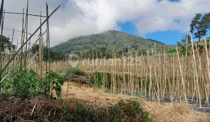 Premium 5 Hectare Land with Lake Buyan View at 1000m Above Sea Level, Fertile Land for Agriculture.