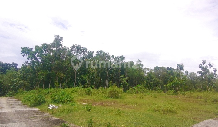 Near UNY Wates for Sale Land in Panjatan Kulon Progo