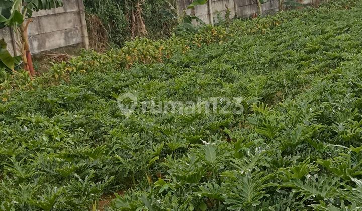 Dijual Cepat Sebidang Tanah Seluas 500 Meter² Dijual Cepat Sebidang Tanah Seluas 500 Meter²