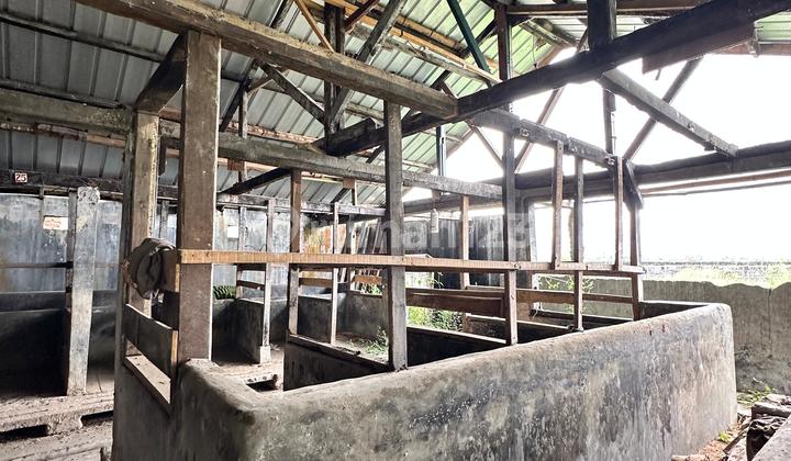 COW SHED IN THE CENTER OF GARUT CITY