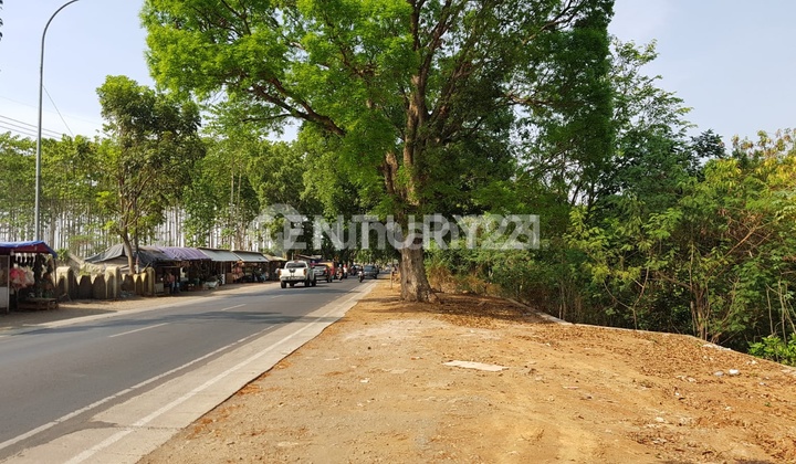Tanah Cisaga Cibogo Jl. Otto Iskandar Dinata Luas 12ha Subang