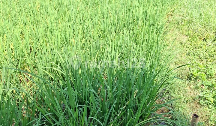 Land Plot in Citepus, Pelabuhan Ratu, Sukabumi, West Java