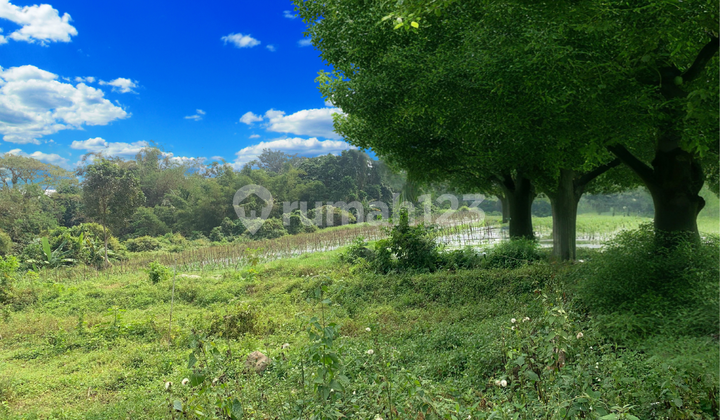 Dijual Tanah Strategis Green Victoria Pakem Sleman, 10 Kopi Rolas