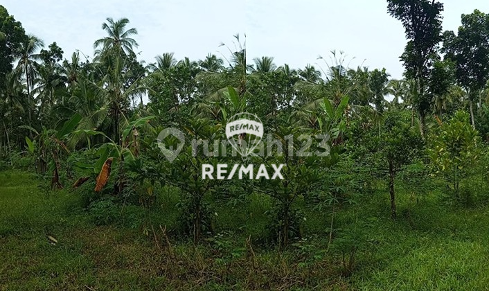 Dijual Cepat Tanah Strategis Gombengsari - Kalipuro, Banyuwangi