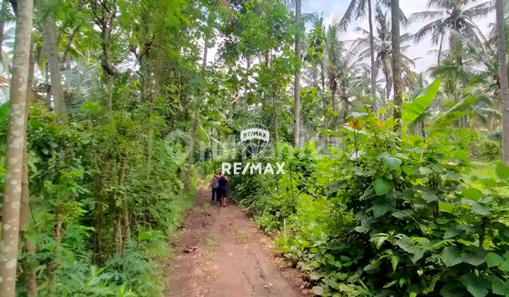 Dijual Tanah Sawah Kelir-Kalipuro, Banyuwangi