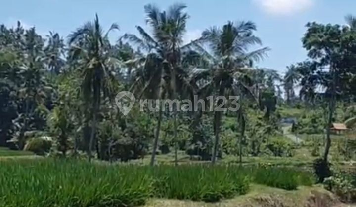 Dijual Kebun Kelapa - Desa Gumuk, Licin, Banyuwangi