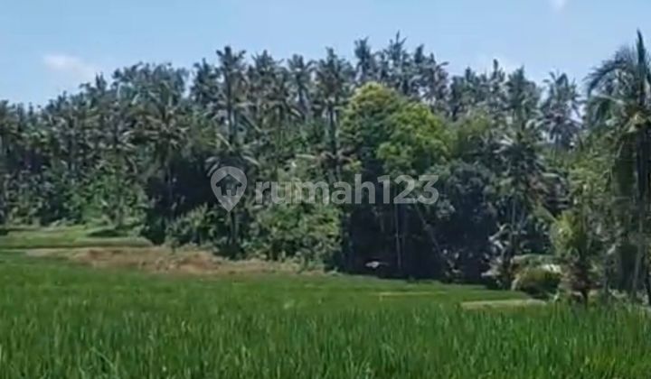 Dijual Kebun Kelapa - Desa Gumuk, Licin, Banyuwangi