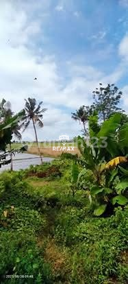 For Sale - Tanah Sawah Strategis Patoman, Blimbingsari - Banyuwangi