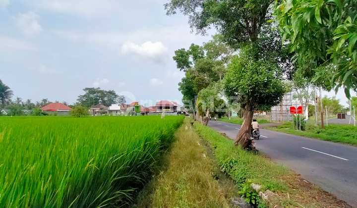 Tanah 8410 m2 SHM Lokasi Premium Depan Bandara Blimbingsari, Banyuwangi Tanah 8410 m2 SHM Lokasi Premium Depan Bandara Blimbingsari, Banyuwangi