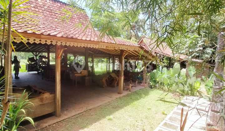 Ex. Monggo Kerso Resto 1600m2 SHM | Desa Kemiren, Banyuwangi Ex. Monggo Kerso Resto 1600m2 SHM | Desa Kemiren, Banyuwangi