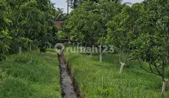 Tanah dekat Resto Kemarang 1500 m2 SHM Glagah, Banyuwangi