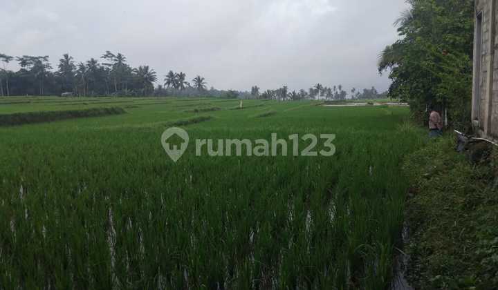 Tanah Sawah 3176 m2 SHM LICIN, BANYUWANGI