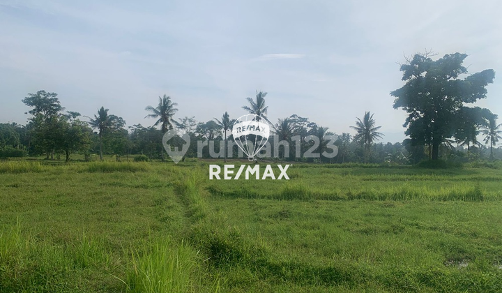 Dijual Tanah Sawah - Kenjo, Glagah, Banyuwangi