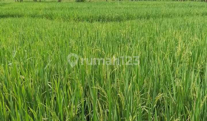 Dijual Tanah Sawah View Gunung Glagah, Banyuwangi