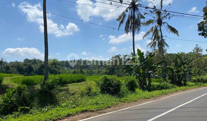 Dijual Tanah Kebun – Desa Kenjo, Glagah, Banyuwangi