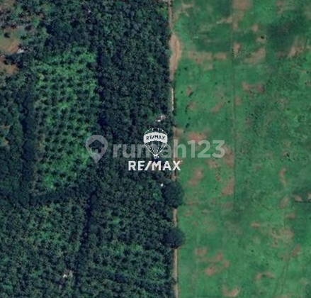 Dijual - Kebun Kelapa Dusun Panggang, Kampung Anyar, Licin - Banyuwangi