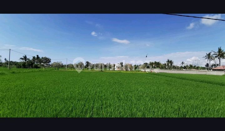 Smart Investment in Bali – Exclusive Land Plots at Affordable Prices!