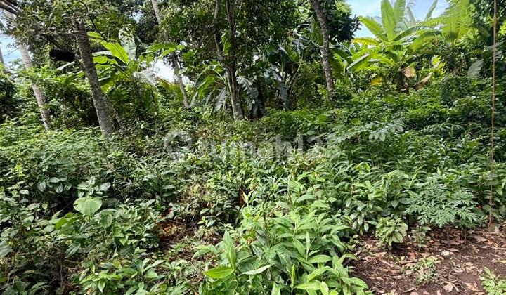 Di Jual Tanah Area Ubud Dekat Tempat Wisata Di Jual Tanah Area Ubud Dekat Tempat Wisata