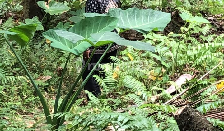 Dijual Tanah Perkebunan 1,5 Ha Selemadeg Timur