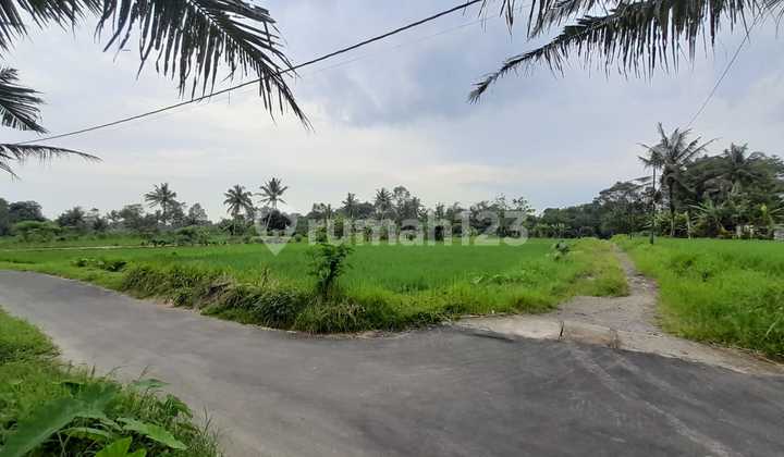 For Sale, Paddy Field Area 2,244 Square Meters - Strategic Location Pandowoharjo Sleman