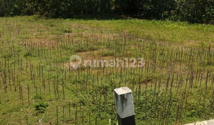 Tanah Pertanian Luas 706 Meter Persegi Lokasi Pundong Bantul 