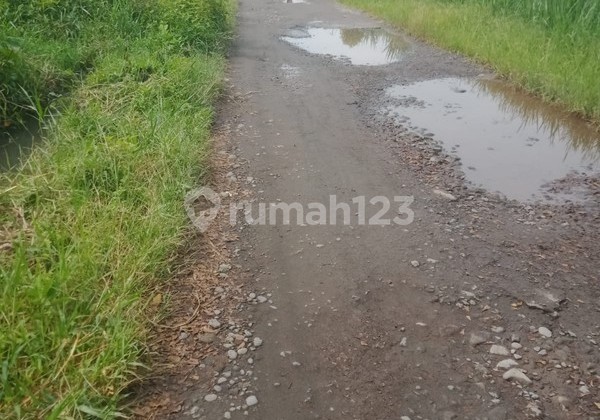 Rice Field Land Area 1338 Square Meters Strategic Location Near Godean Market - Sleman Rice Field Land Area 1338 Square Meters Strategic Location Near Godean Market - Sleman