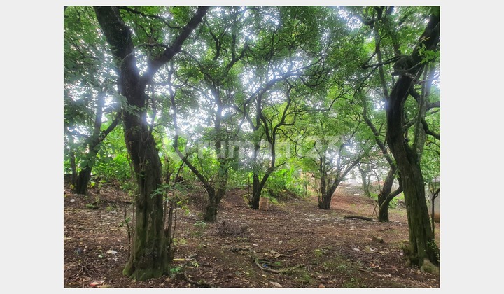 Tanah Luas Harga Nego Dekat Depok Town Square Tanah Luas Harga Nego Dekat Depok Town Square