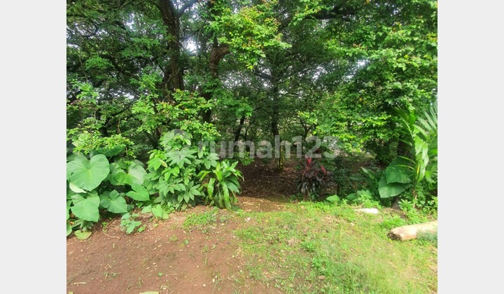 Tanah Murah di Rangkapan Jaya Depok, Luas dan Siap Bangun