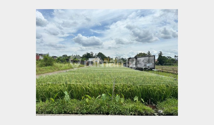 Rice Fields in Maguwoharjo Near Amplaz Mall