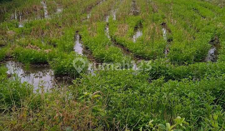 Wide & Strategic Land, Berbah Sleman