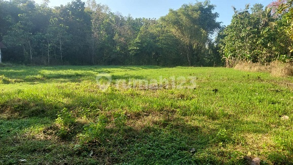 Kasihan Bantul - Tanah Murah Jogja Dekat UMY Kasihan Bantul - Tanah Murah Jogja Dekat UMY