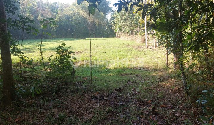 Bangunjiwo, Kasihan Bantul, Near Alma Ata University Bangunjiwo, Kasihan Bantul, Near Alma Ata University