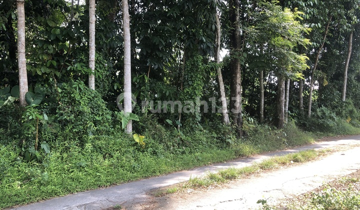 Sardonoharjo, Tanah Sleman Jogja, dekat Kampus UII Sardonoharjo, Tanah Sleman Jogja, dekat Kampus UII