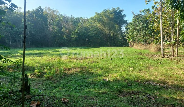 Bangunjiwo, Tanah Kasihan Bantul, Dekat Perumahan Padma Residence