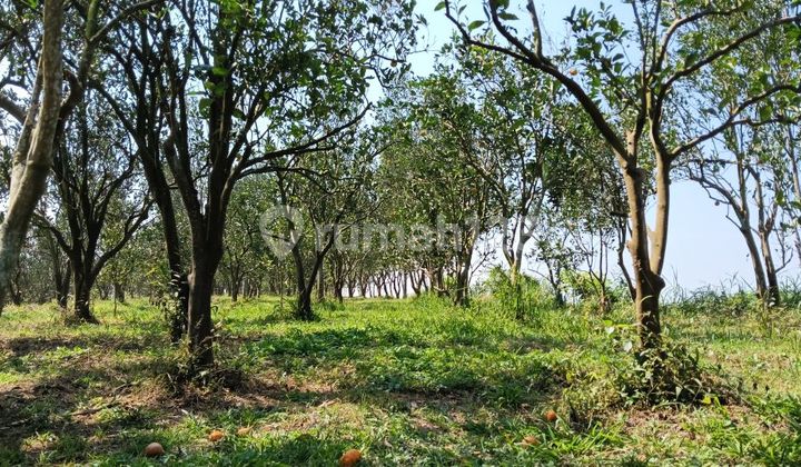 Dijual Murah Tanah Kebun Di Sumberbendo Petungsewu Dijual Murah Tanah Kebun Di Sumberbendo Petungsewu