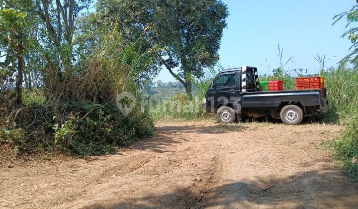 Dijual Murah Tanah Kebun Di Sumberbendo Petungsewu Dijual Murah Tanah Kebun Di Sumberbendo Petungsewu