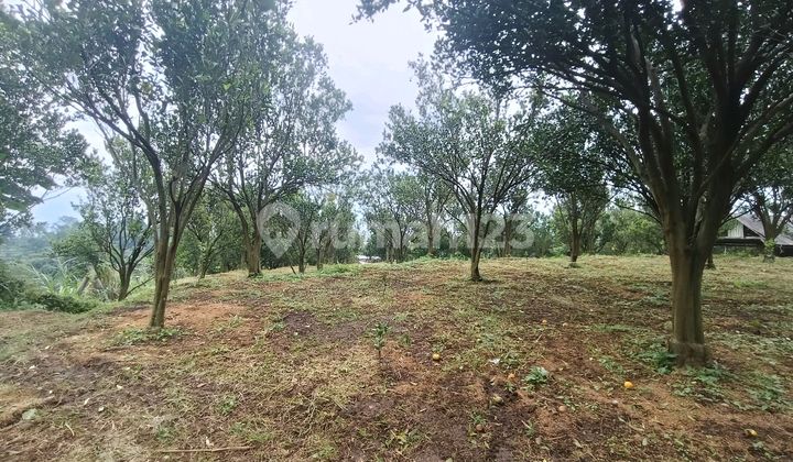 Active Orange Orchard in Dau Sumberbendo Petungsewu Malang with Vehicle Access Active Orange Orchard in Dau Sumberbendo Petungsewu Malang with Vehicle Access