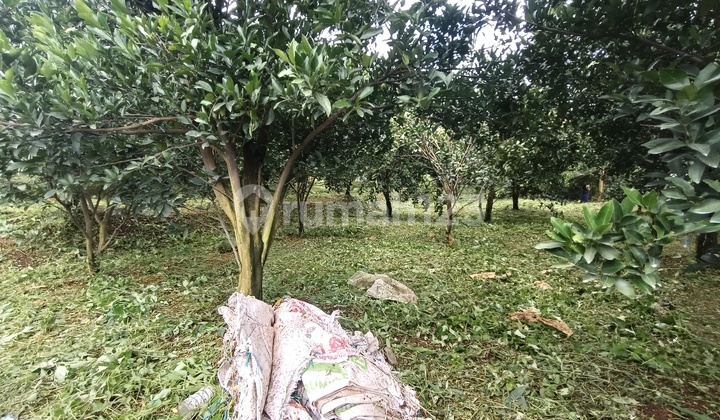 Kebun Strategis di Petungsewu Dau Dekat Rest Area
